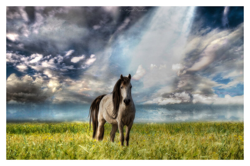 White Horse in Field — Green, Dramatic, Photograph
