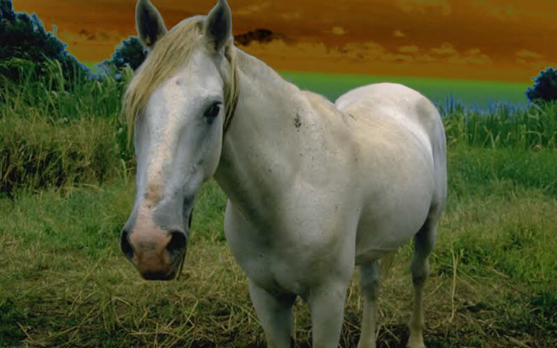 White Horse in Field — Green, Dramatic, Sunset, Photograph