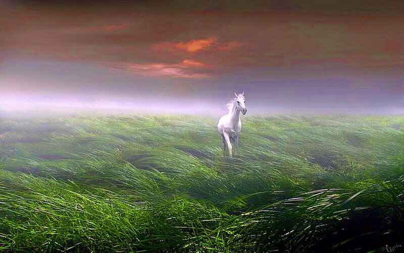 White Horse in Field — Green, Dramatic, Sunset