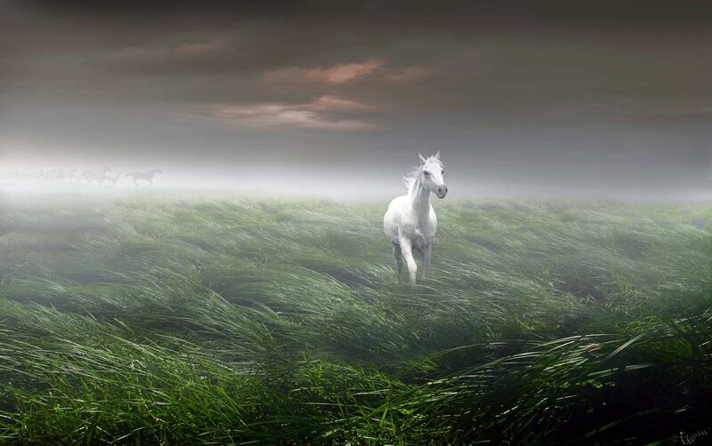 White Horse in Field — Green, Dramatic