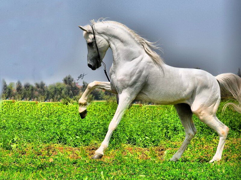 White Horse in Field — Green, Dynamic