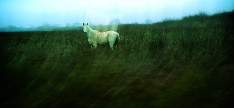 White Horse in Field — Green, Misty
