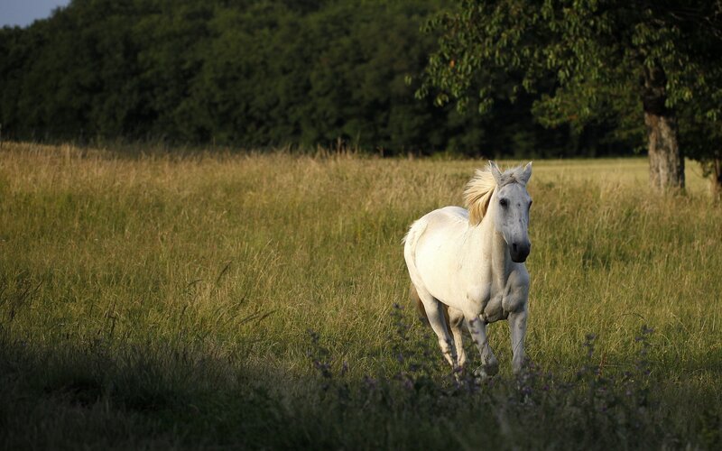 White Horse in Field — Green, Serene, Afternoon, Photograph, Grass