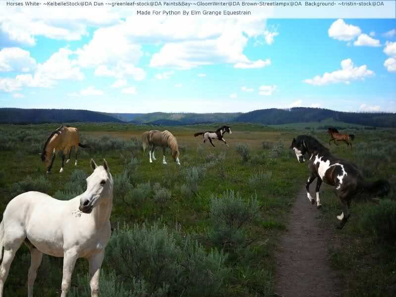 White Horse in Field — Green, Serene, Afternoon, Photograph