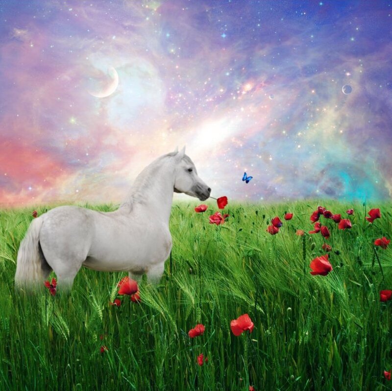 White Horse in Field — Green, Serene, Night