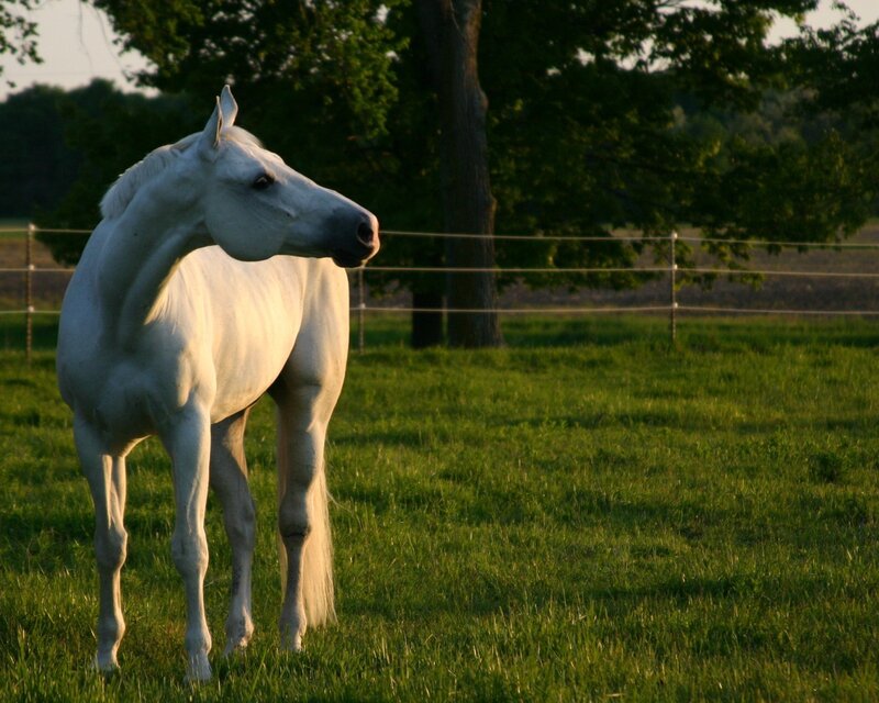 White Horse in Field — Green, Serene, Sunset