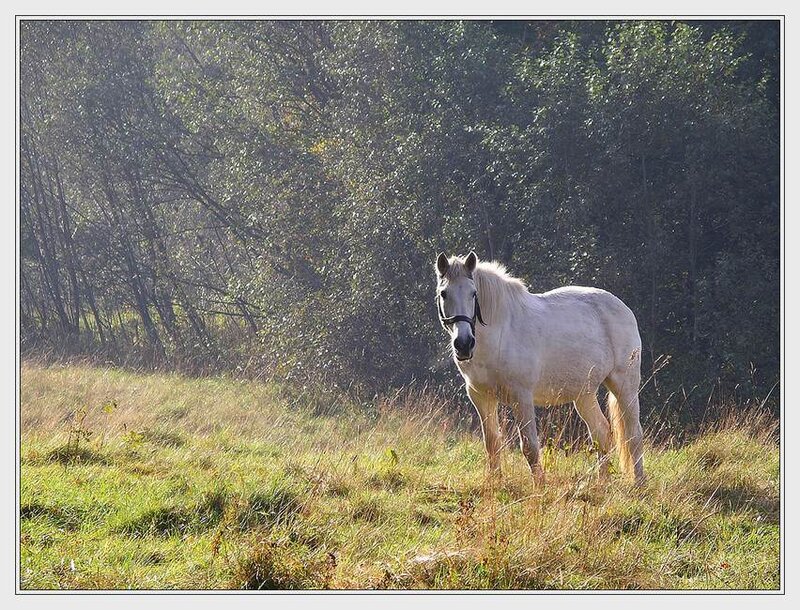 White Horse in Field — Green, Serene