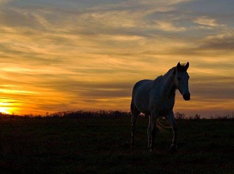 White Horse in Field — Orange, Serene