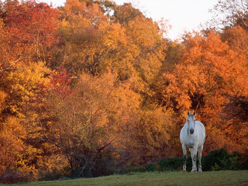 White Horse in Field — Orange