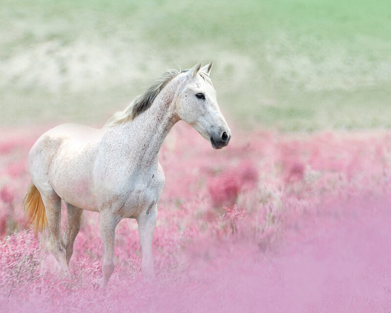 White Horse in Field — Pink
