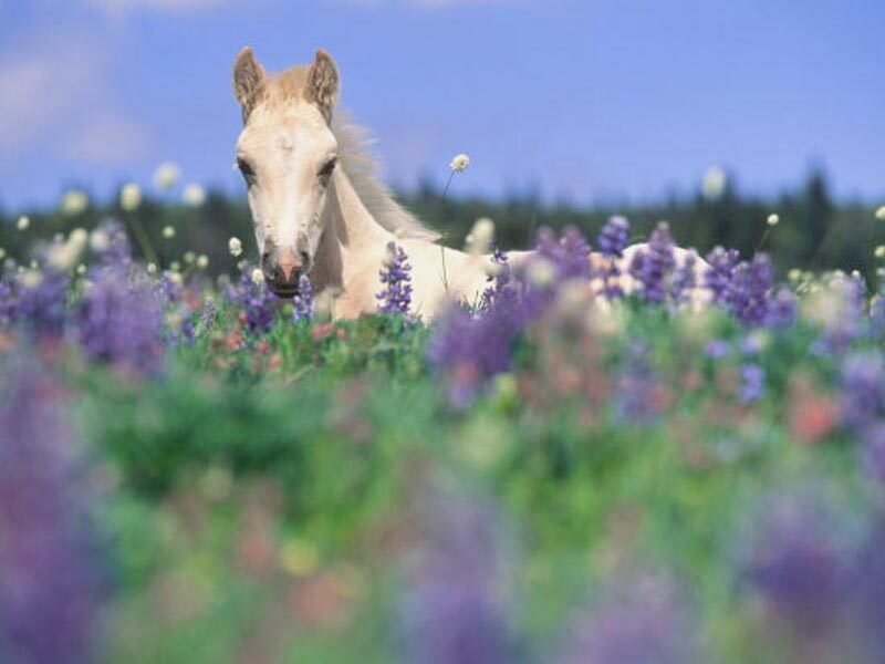 White Horse in Field — Purple, Serene