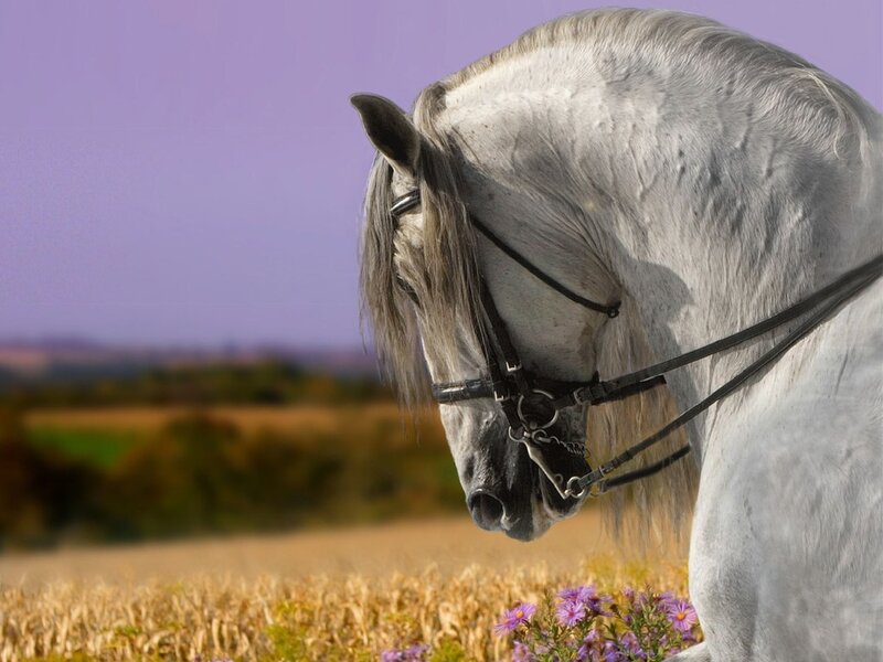 White Horse in Field — Purple
