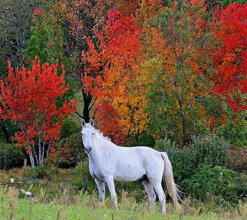 White Horse in Field — Red, Serene, Autumn