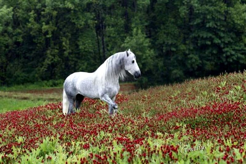 White Horse in Field — Red