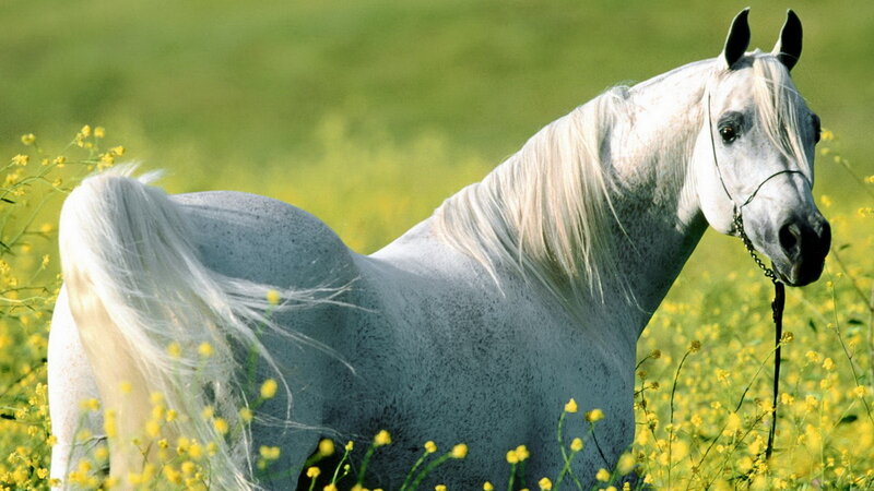 White Horse in Field — Serene, Afternoon, Photograph, Flowers