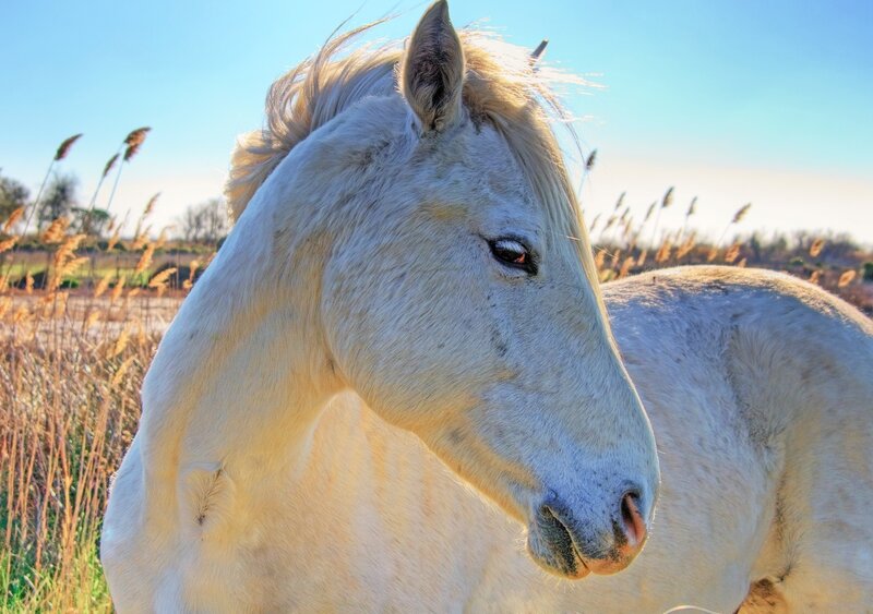 White Horse in Field — Serene, Afternoon, Photograph, Sky