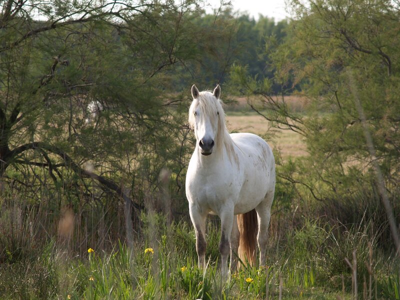 White Horse in Field — Serene, Afternoon, Photograph, Trees