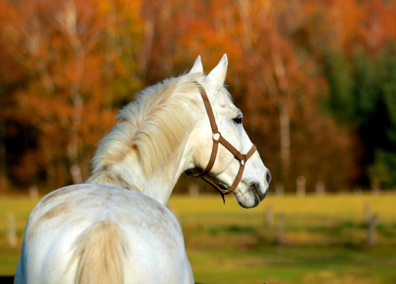 White Horse in Field — Serene, Autumn