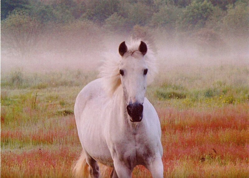 White Horse in Field — Serene, Morning