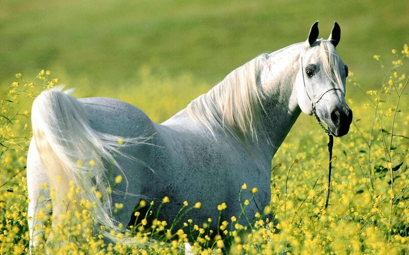 White Horse in Field — Serene, Spring, Photograph