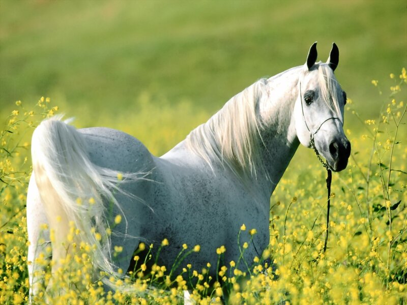 White Horse in Field — Serene, Spring
