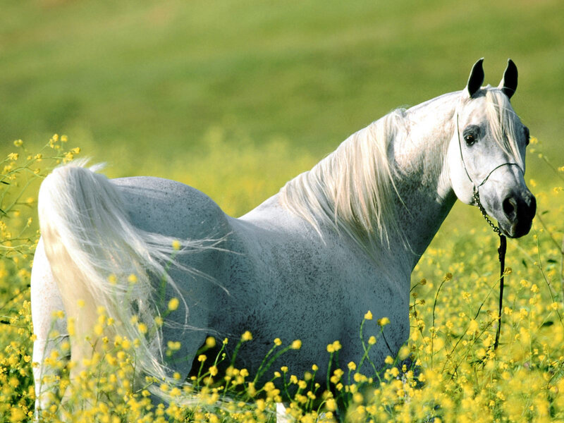 White Horse in Field — Serene, Summer