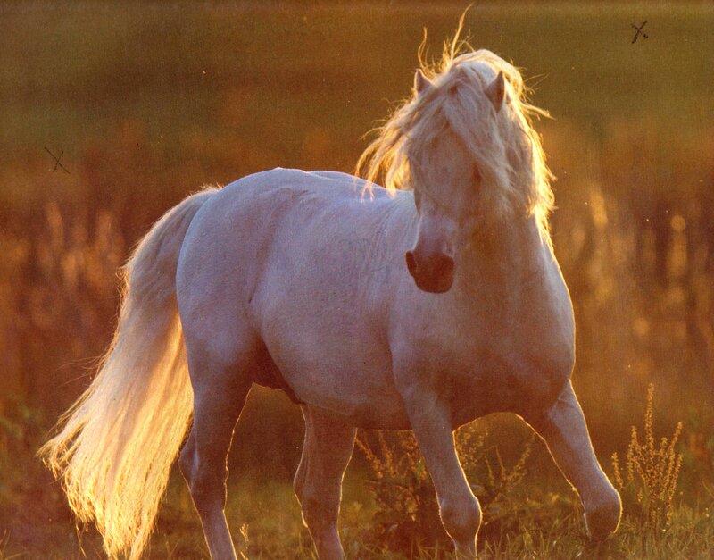 White Horse in Field — Serene, Sunset