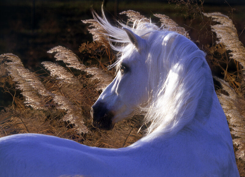 White Horse in Field — Serene
