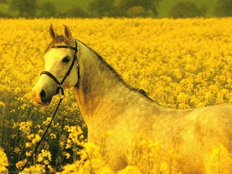 White Horse in Field — Yellow, Serene, Afternoon, Photograph