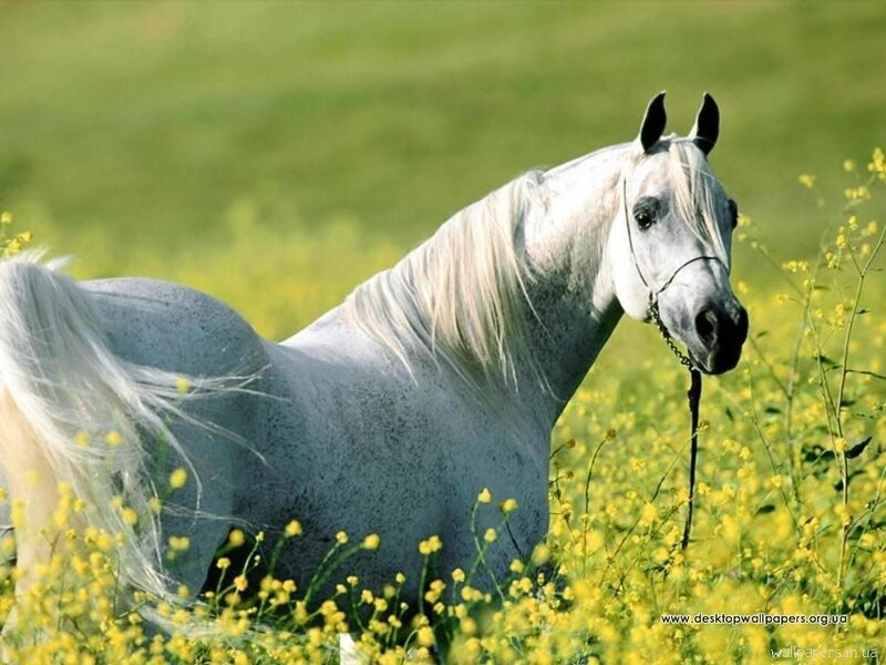 White Horse in Field — Yellow, Serene, Afternoon