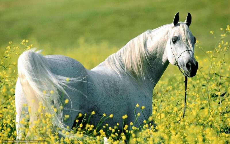 White Horse in Field — Yellow, Serene