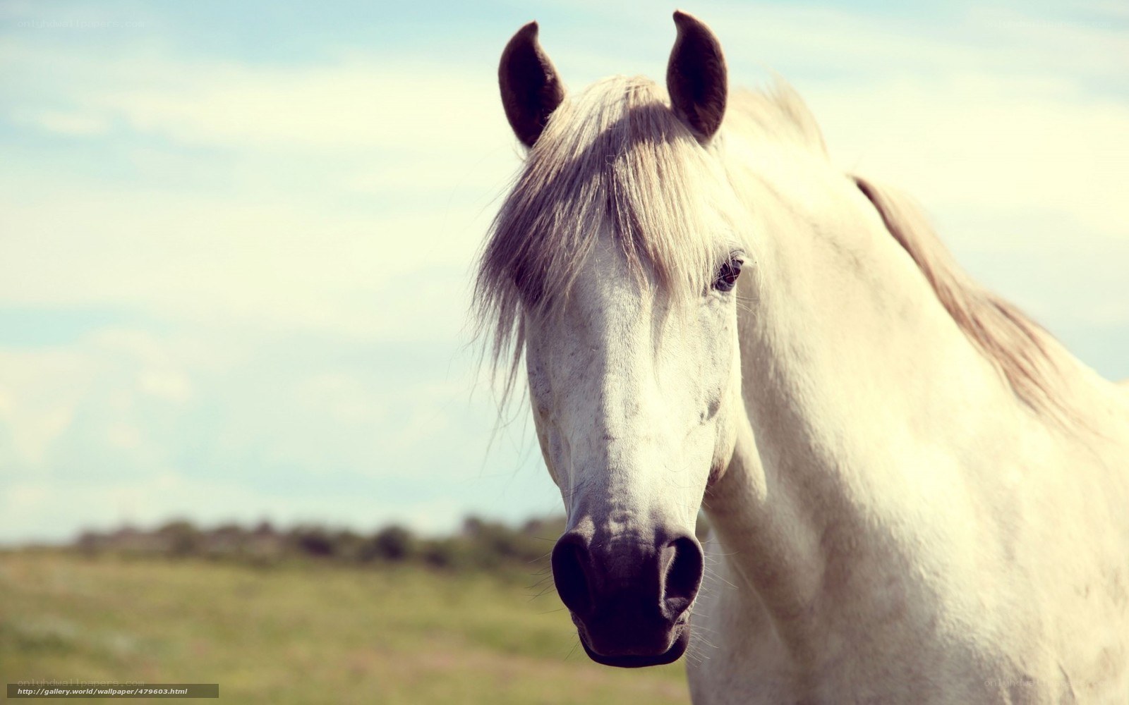 white horse in field