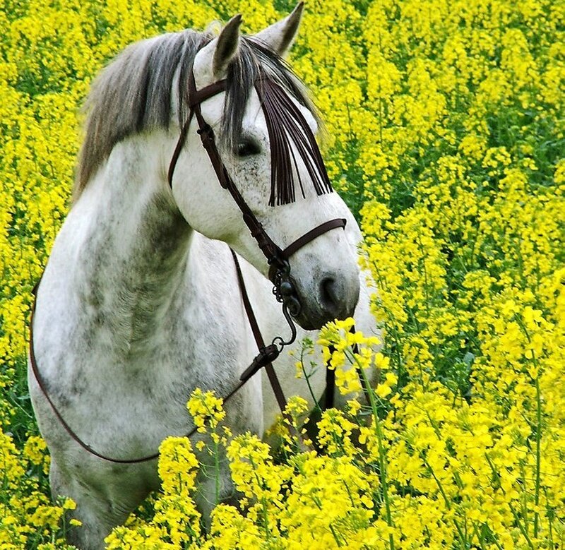 White Horse in Flowers