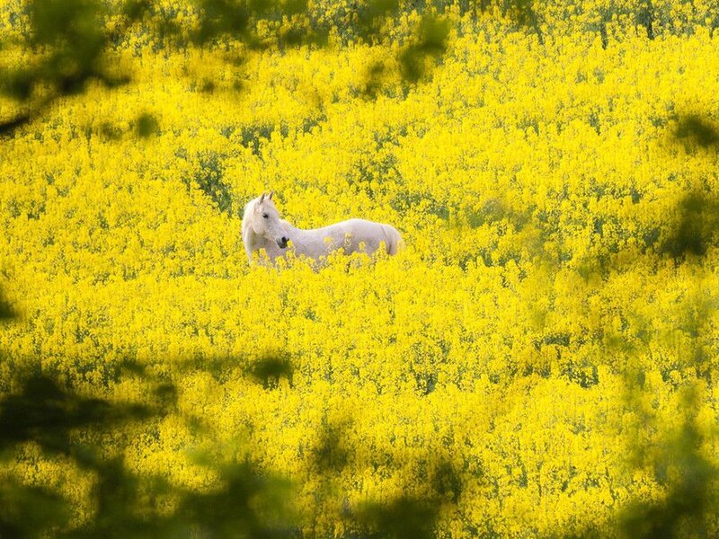 White Horse in Flowers — Yellow