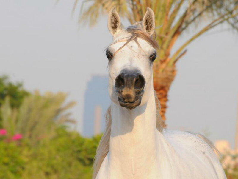 White Horse in Focus