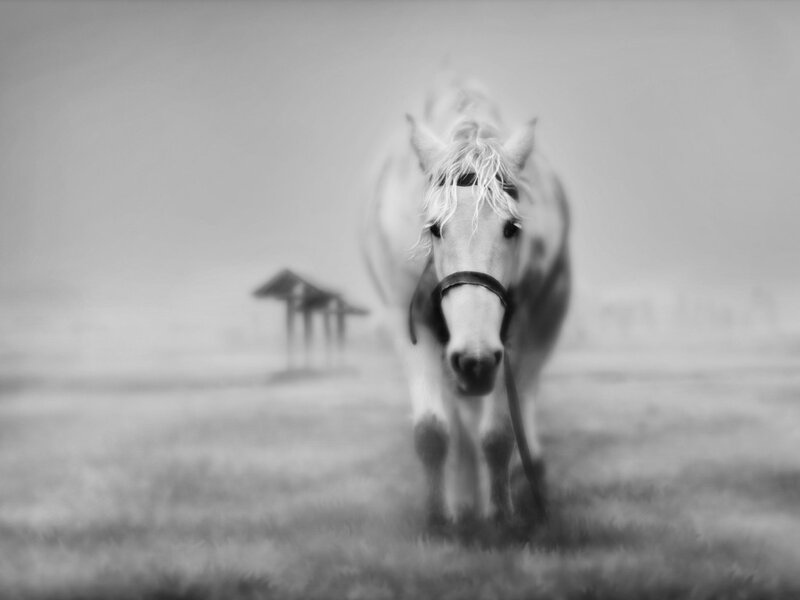 White Horse in Fog — Black