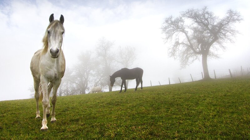 White Horse in Fog — Green