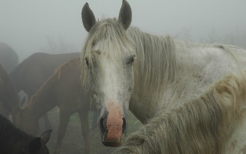 White horse in foggy field