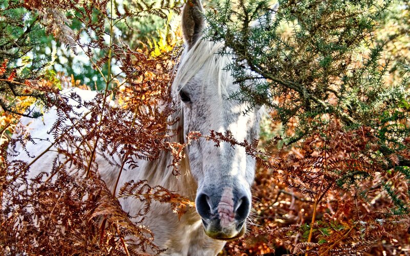 White Horse in Foliage — Brown, Natural