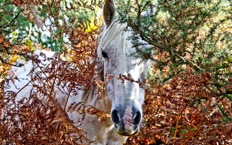White Horse in Foliage — Brown