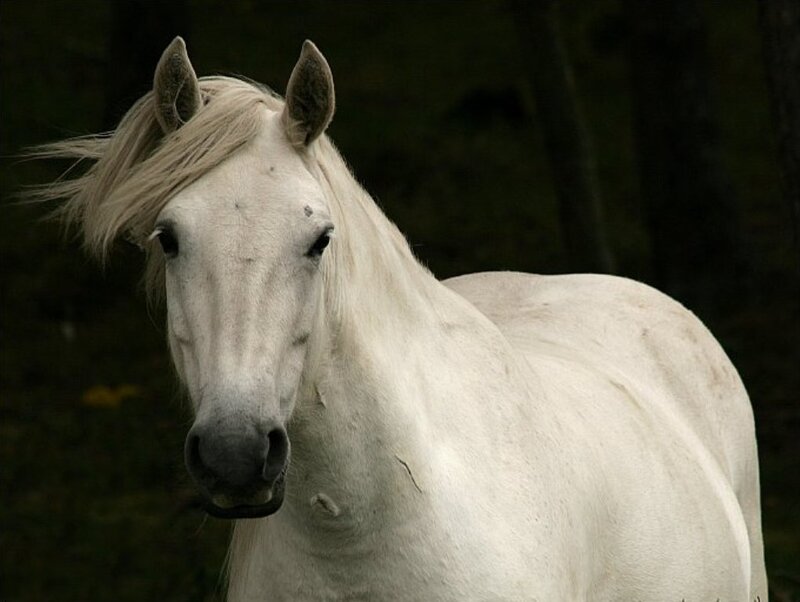 white horse in forest