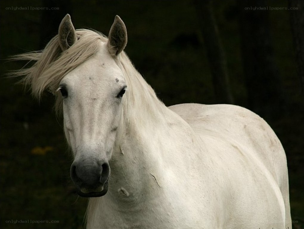 white horse in forest