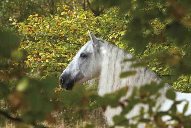 White horse in forest