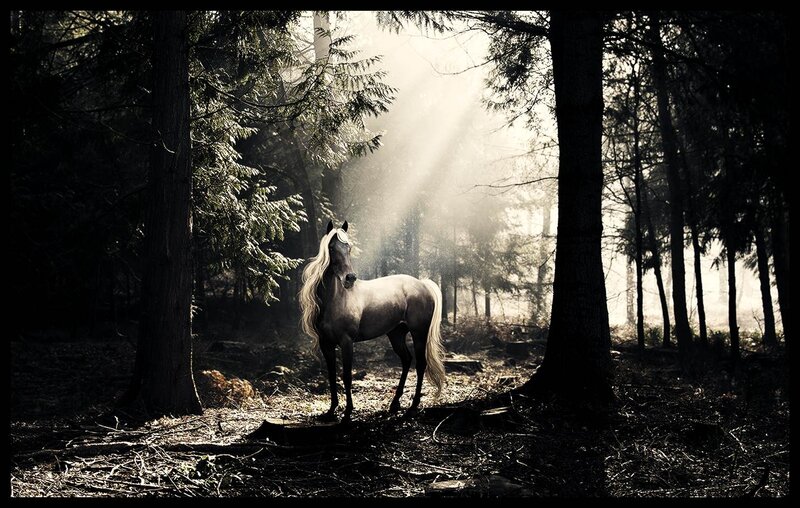White Horse in Forest — Black