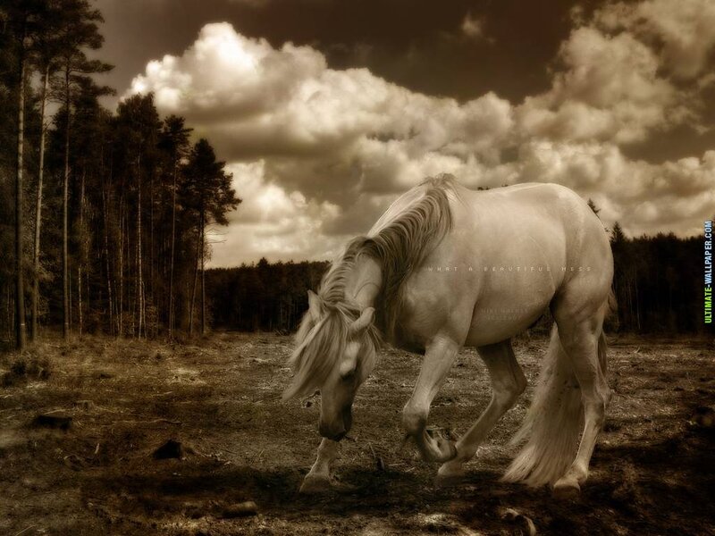 White Horse in Forest — Brown