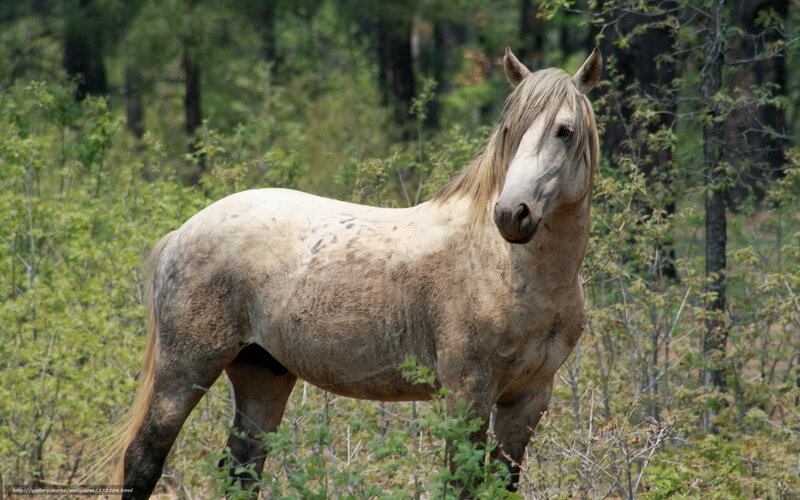 White Horse in Forest — Calm