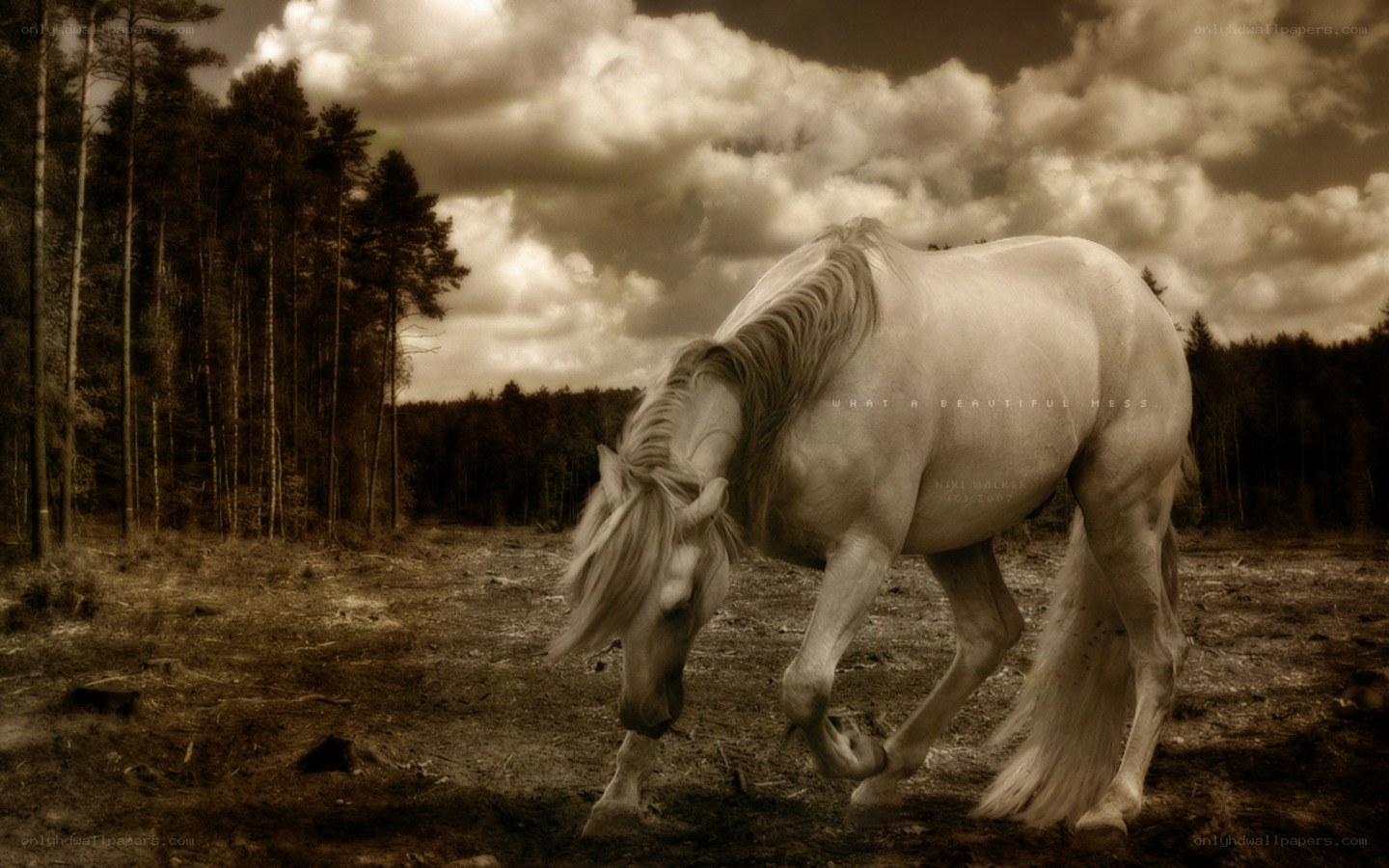 White horse in forest clearing