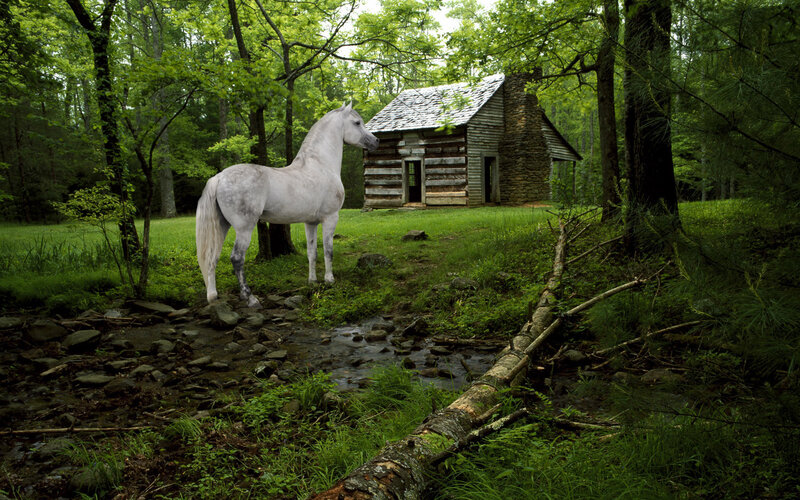 White Horse in Forest — Green, Serene, Afternoon, Photograph