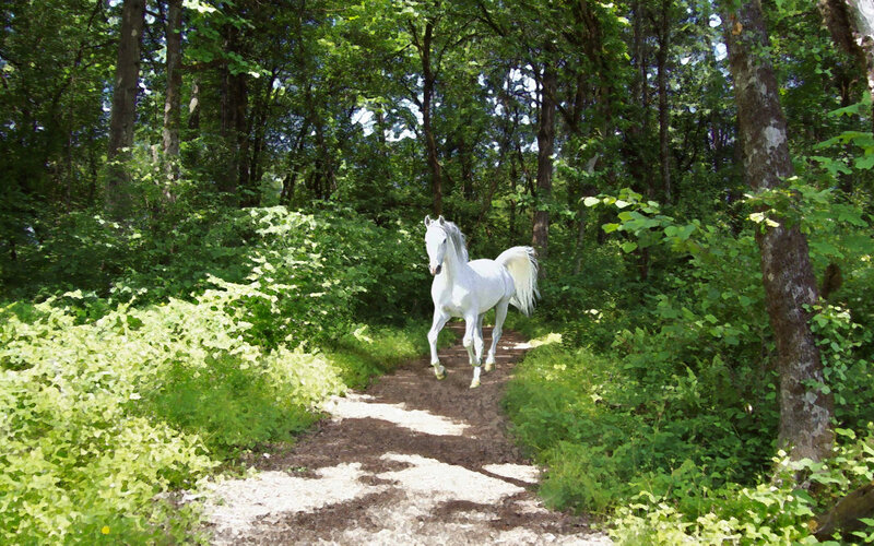 White Horse in Forest — Green, Serene, Afternoon