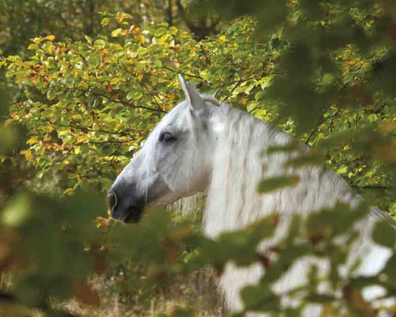 White Horse in Forest — Green, Serene, Autumn